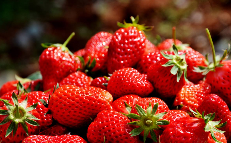 日本草莓种植园商业模式分析